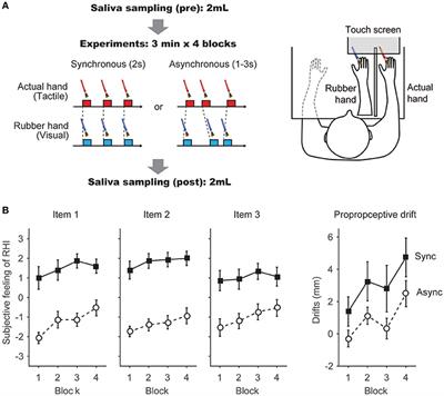 Salivary Oxytocin Concentration Associates with the Subjective Feeling of Body Ownership during the Rubber Hand Illusion